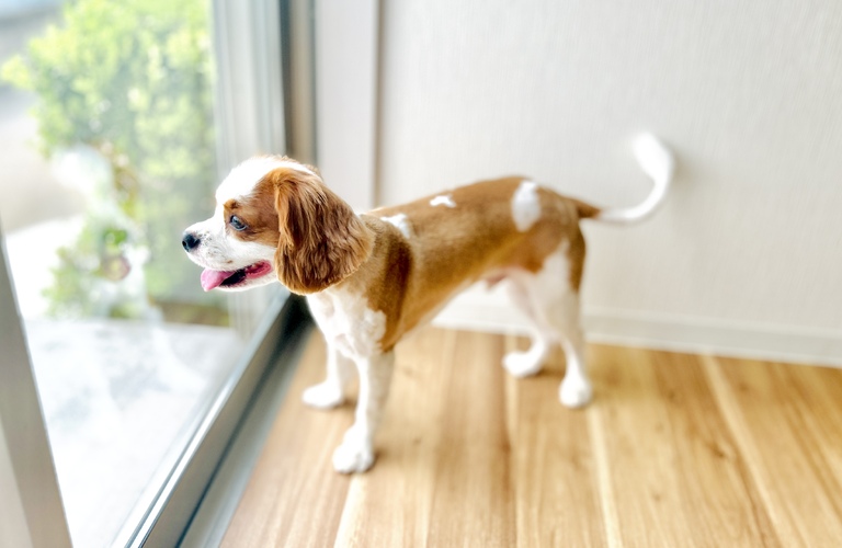 中型犬の施術 | 名古屋市中川区のトリミングならdogsalon cocole