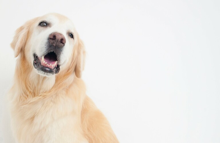 大型犬を歓迎 | 名古屋市中川区のトリミングならdogsalon cocole
