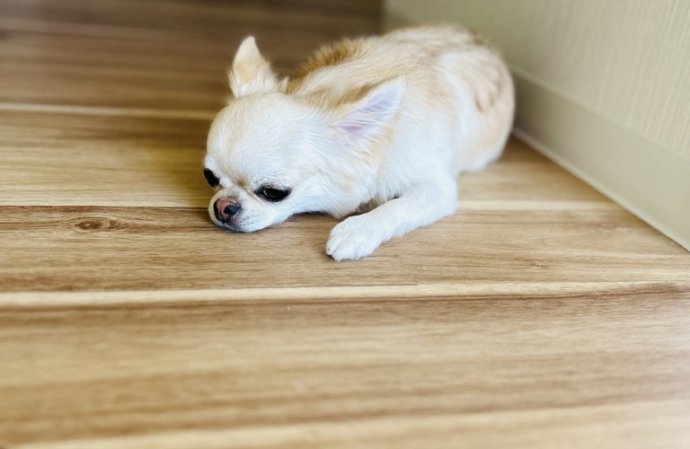 個室で対応 | 名古屋市中川区のトリミングならdogsalon cocole