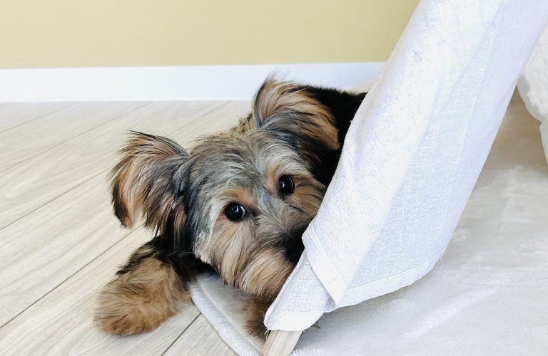 無添加を使用｜名古屋市中川区のトリミングならdogsalon cocole