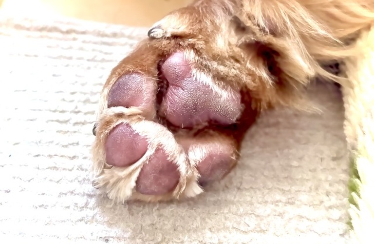 爪切りのみのお手入れも| 名古屋市中川区のトリミングならdogsalon cocole