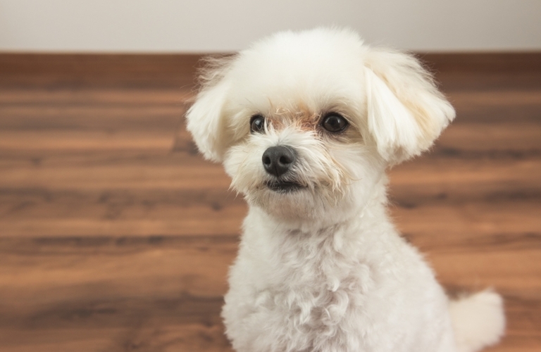 皮膚病の子も安心して施術|名古屋市中川区のトリミングならdogsalon cocole