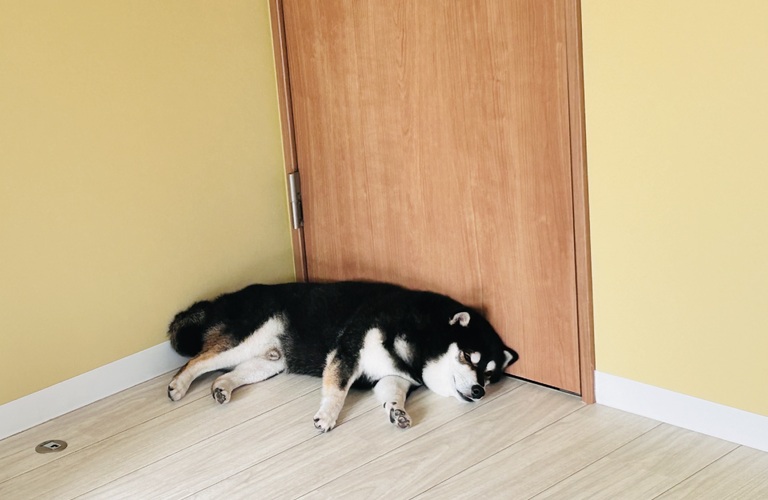 愛犬の肉球ケアも|名古屋市中川区のトリミングならdogsalon cocole