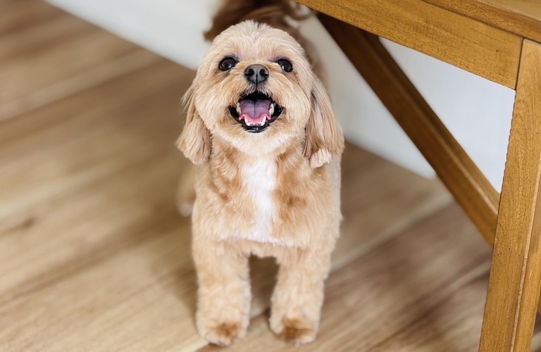トリミングでアレルギー対策｜名古屋市中川区のトリミングならdogsalon cocole
