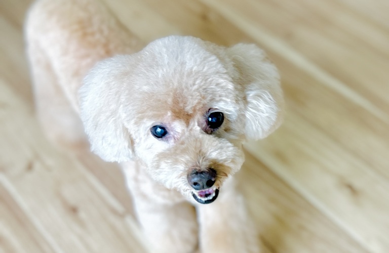 理想のベアカットも|名古屋市中川区のトリミングならdogsalon cocole