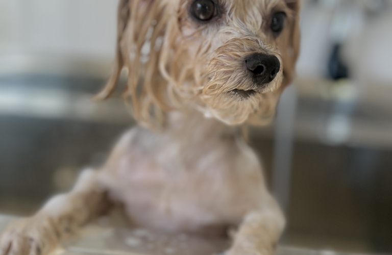優しいシャンプーでの施術|名古屋市中川区のトリミングならdogsalon cocole