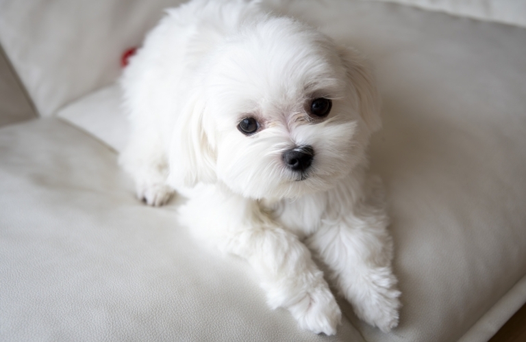 肌に優しい保湿ケア|名古屋市中川区のトリミングならdogsalon cocole