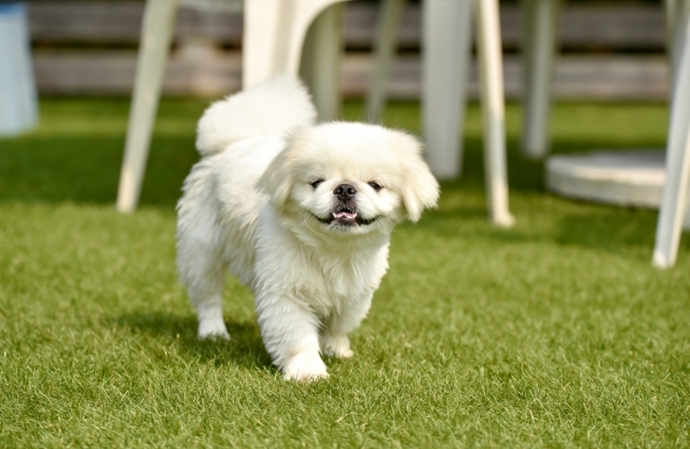 乾燥や炎症も優しい施術|名古屋市中川区のトリミングならdogsalon cocole