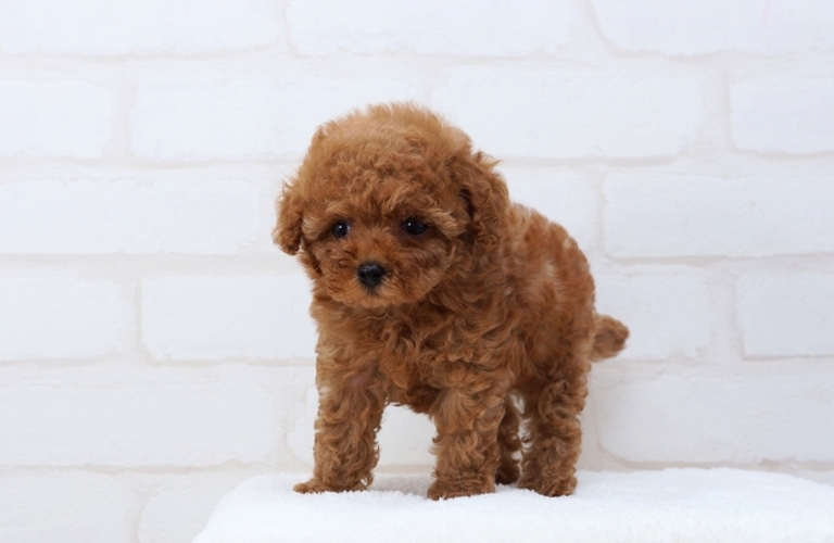 子犬も安心してお任せ|名古屋市中川区のトリミングならdogsalon cocole