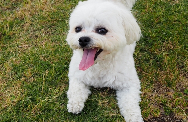 マルチーズのカット|名古屋市中川区のトリミングならdogsalon cocole