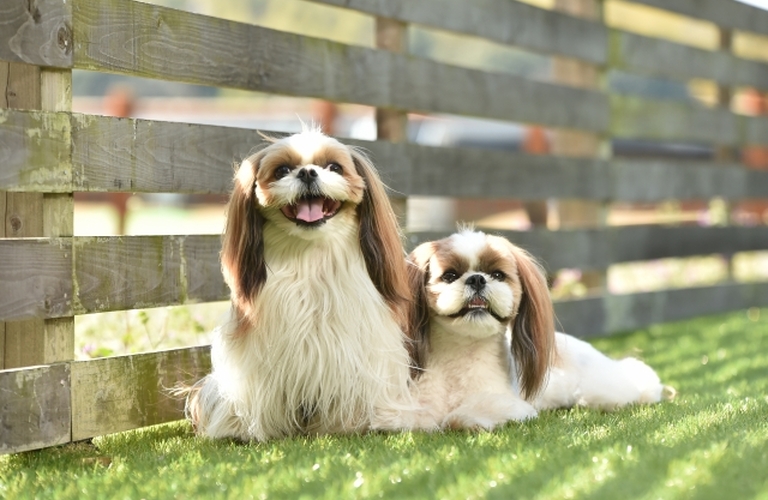 シーズーのカット|名古屋市中川区のトリミングならdogsalon cocole
