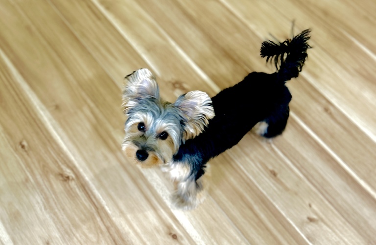 ストレスフリーで施術 | 名古屋市中川区のトリミングならdogsalon cocole