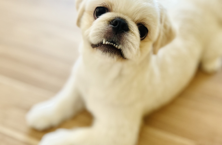 安心できるトリミング｜名古屋市中川区のトリミングならdogsalon cocole