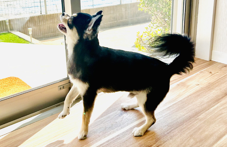 部分カットだけのトリミングも｜名古屋市中川区のトリミングならdogsalon cocole