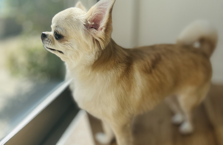 チワワのトリミング｜名古屋市中川区のトリミングならdogsalon cocole