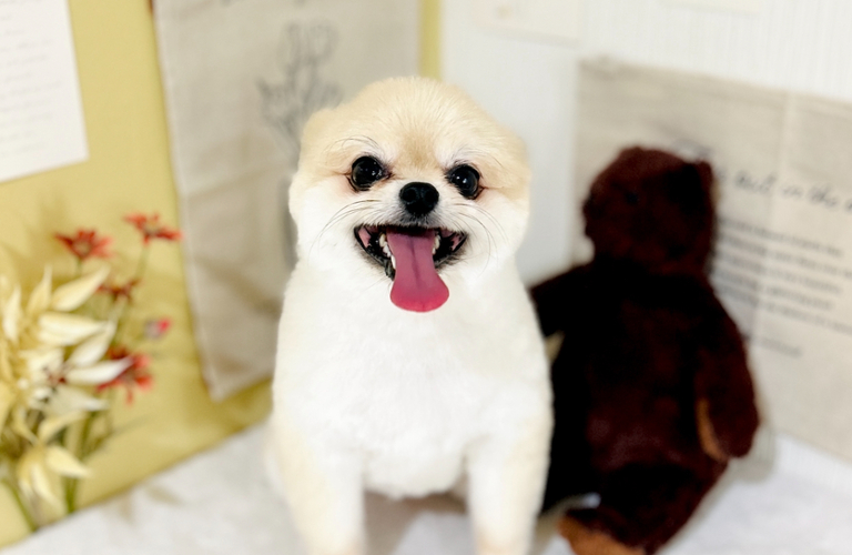 ポメラニアンのカット｜名古屋市中川区のトリミングならdogsalon cocole