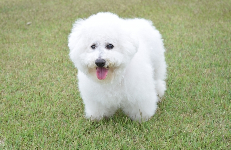ビションフリーゼのカット｜名古屋市中川区のトリミングならdogsalon cocole