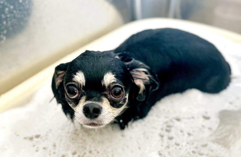 マイクロバブルシャワー｜名古屋市中川区のトリミングならdogsalon cocole