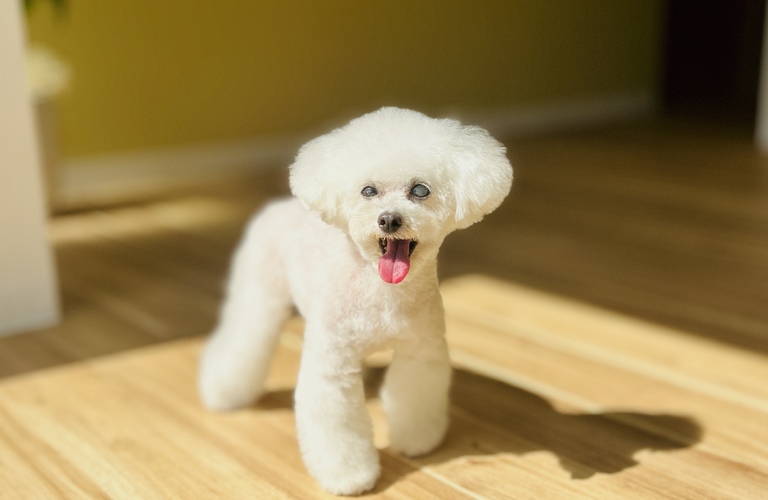 広々空間の個人サロン|名古屋市中川区のトリミングならdogsalon cocole