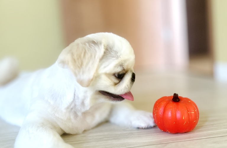 楽しく通える広々サロン｜名古屋市中川区のトリミングならdogsalon cocole