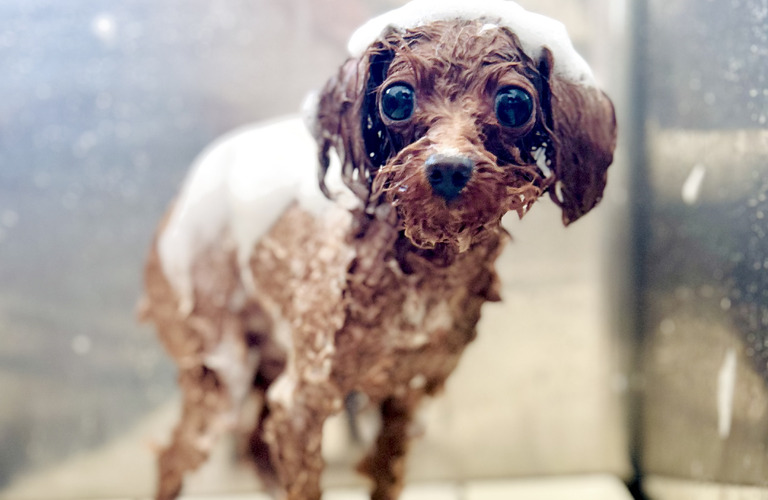 オーガニックハーブのオプション｜名古屋市中川区のトリミング　dogsalon cocole