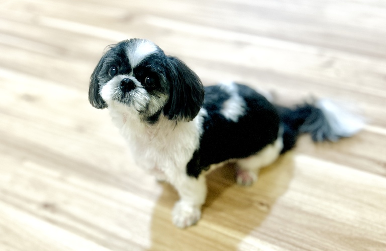 弱い皮膚でも安心して施術｜名古屋市中川区のトリミングならdogsalon cocole
