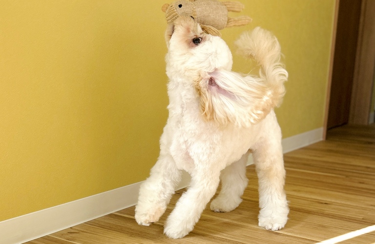 手軽に健康チェックを｜名古屋市中川区のトリミングならdogsalon cocole