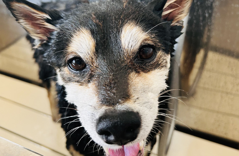 全てのわんちゃんに人気NO.1｜名古屋市中川区のトリミングサロンならdogsalon cocole