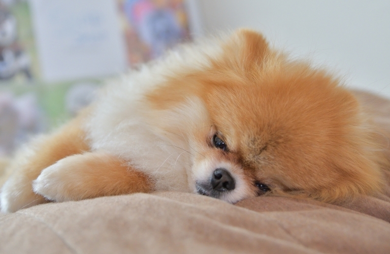 多くの老犬が通うトリミングサロン｜名古屋市中川区のdogsalon cocole