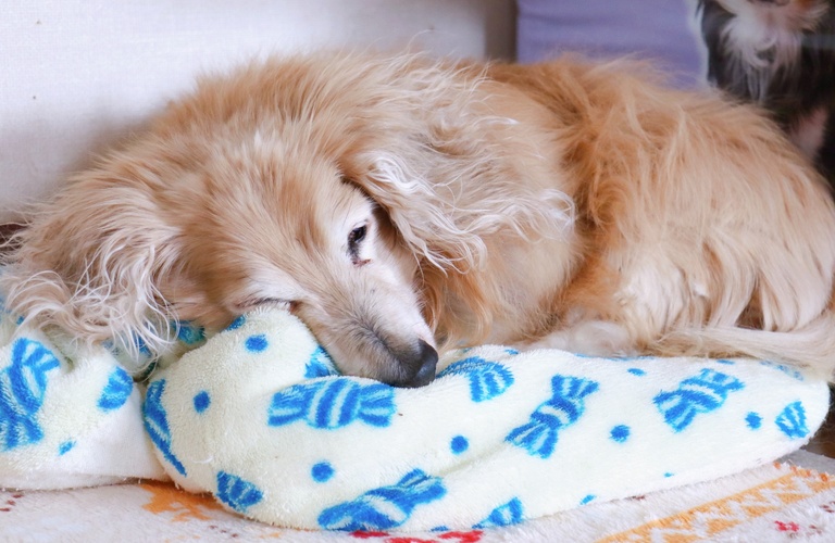 老犬も安心してお任せ｜名古屋市中川区のトリミングサロンならdogsalon cocole