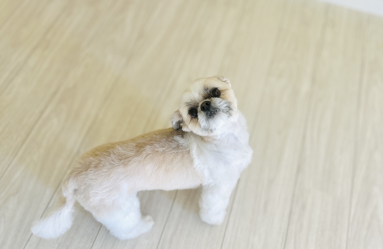 楽しく通える個室トリミング dogsalon cocole｜名古屋市中川区・大治町のトリミングサロン