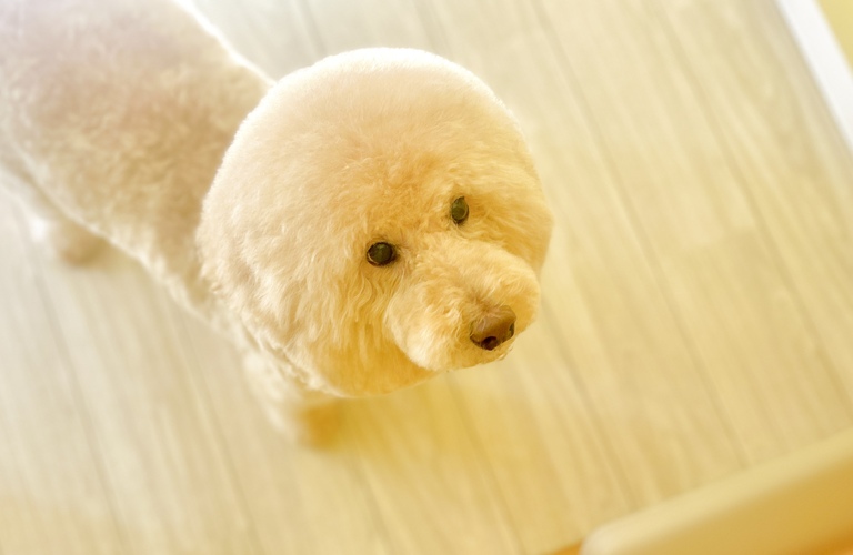 乾燥によるフケに保湿のピンククレイパックを｜名古屋市中川区のdogsalon cocole